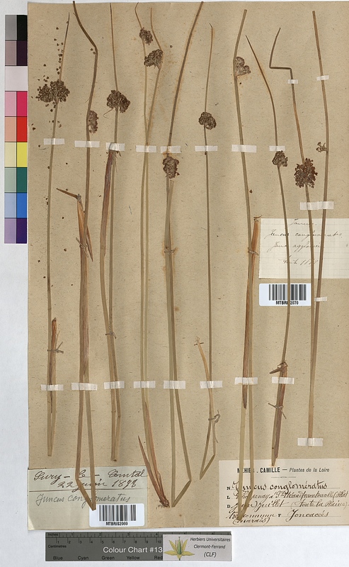 Juncus conglomeratus (Juncaceae)