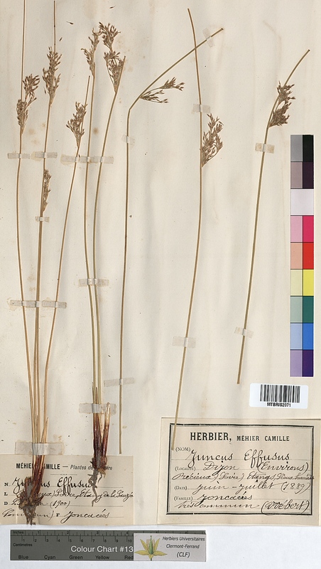 Juncus effusus (Juncaceae)
