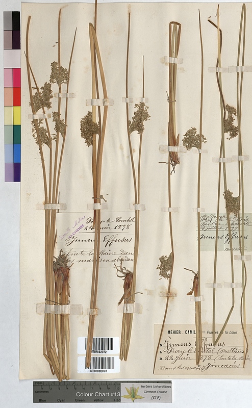 Juncus effusus (Juncaceae)