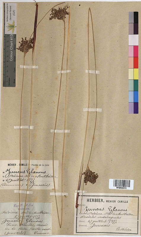 Juncus glaucus (Juncaceae)