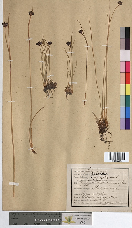 Juncus jacquini (Juncaceae)