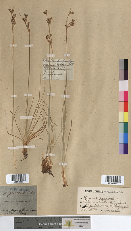 Juncus squarrosus (Juncaceae)