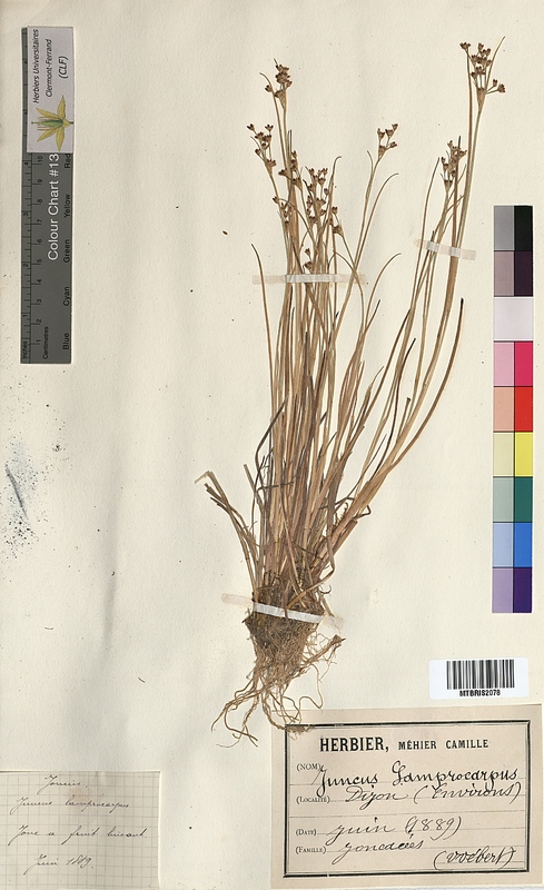 Juncus lamprocarpus (Juncaceae)