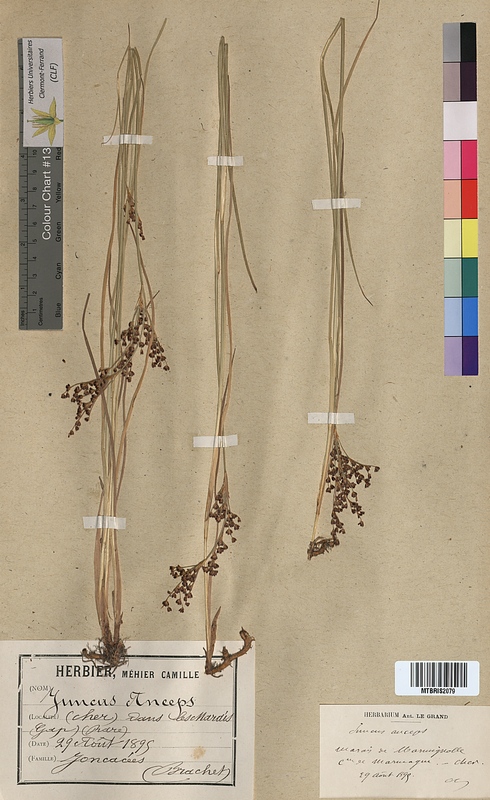 Juncus anceps (Juncaceae)