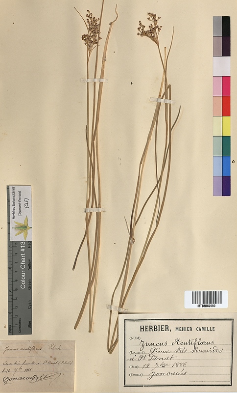 Juncus acutiflorus (Juncaceae)