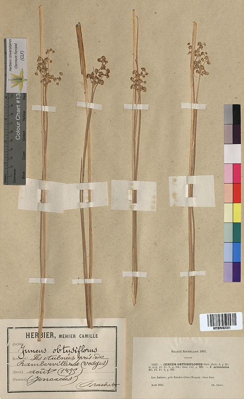 Juncus obtusiflorus (Juncaceae)