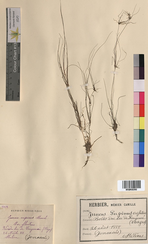 Juncus supinus (Juncaceae)
