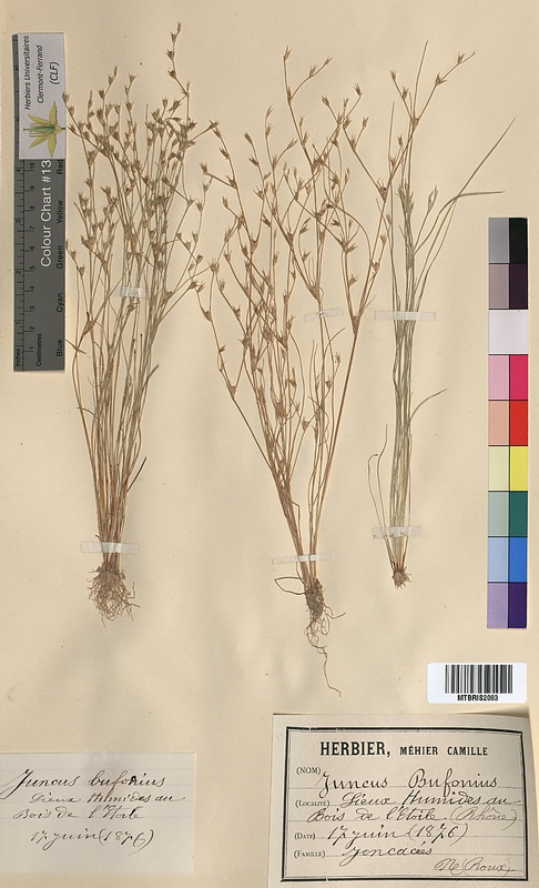 Juncus bufonius (Juncaceae)