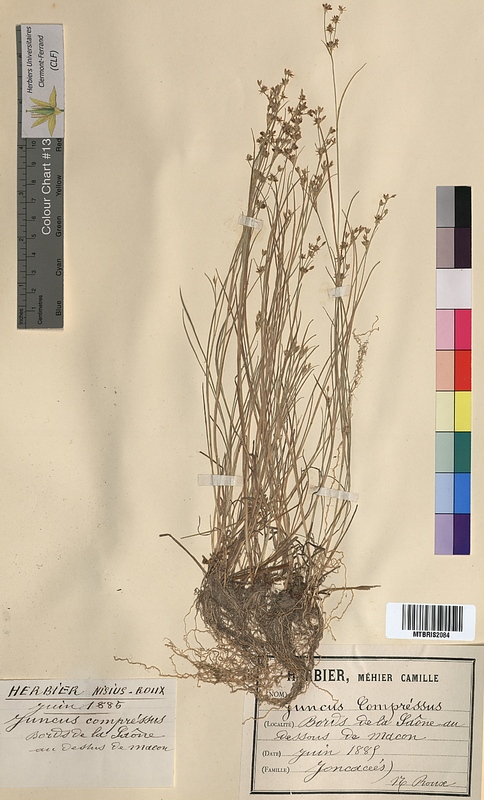 Juncus compressus (Juncaceae)