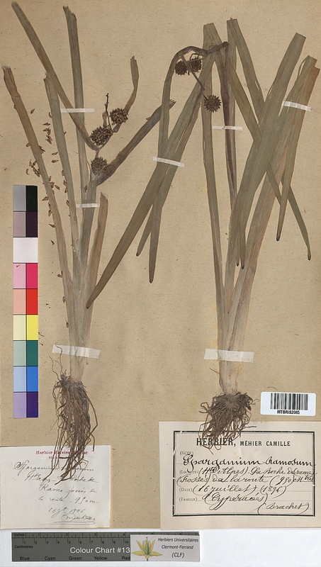 Sparganium ramosum (Sparganiaceae)
