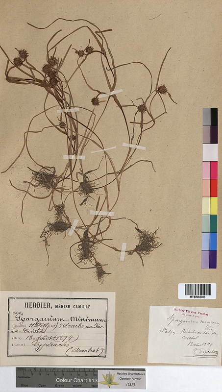 Sparganium minimum (Sparganiaceae)