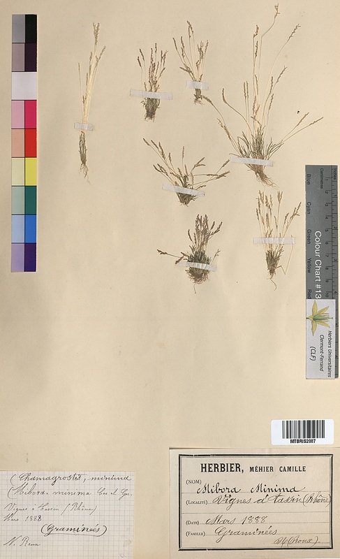 Mibora minima (Poaceae)
