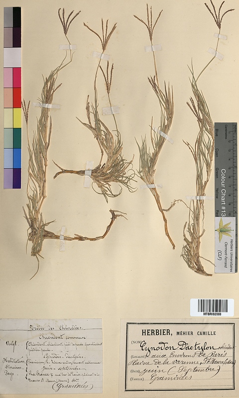 Cynodon dactylon (Poaceae)