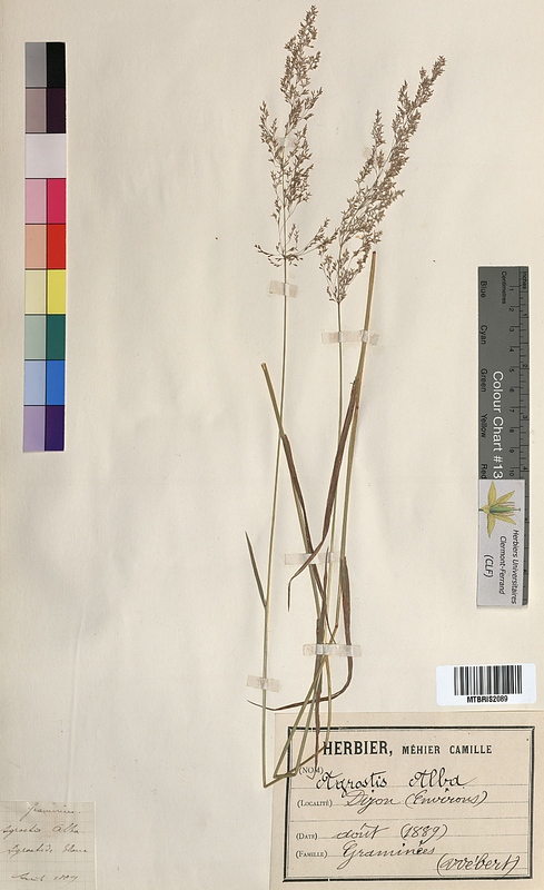 Agrostis alba (Poaceae)