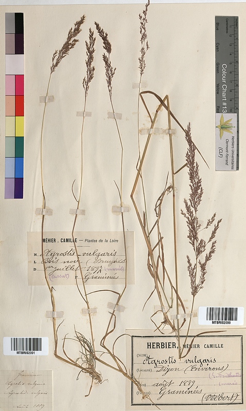 Agrostis vulgaris (Poaceae)