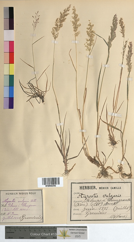 Agrostis vulgaris (Poaceae)