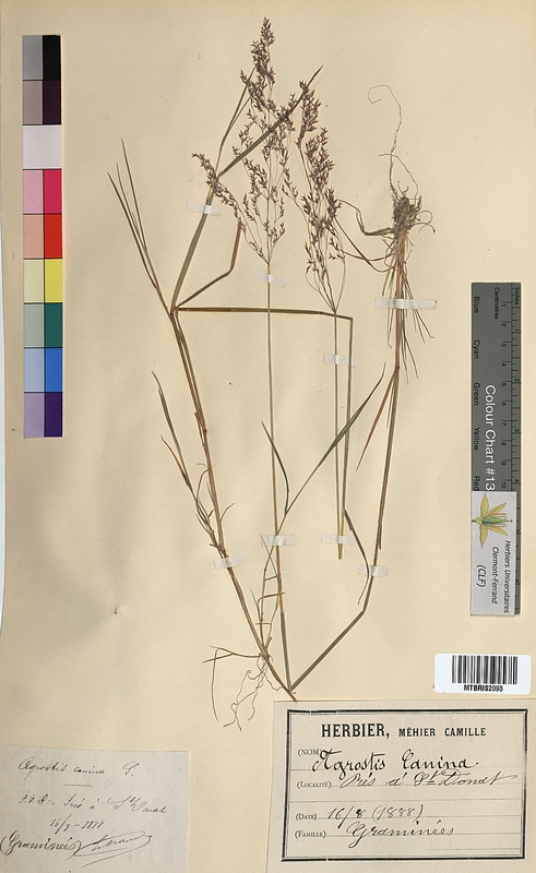 Agrostis canina (Poaceae)