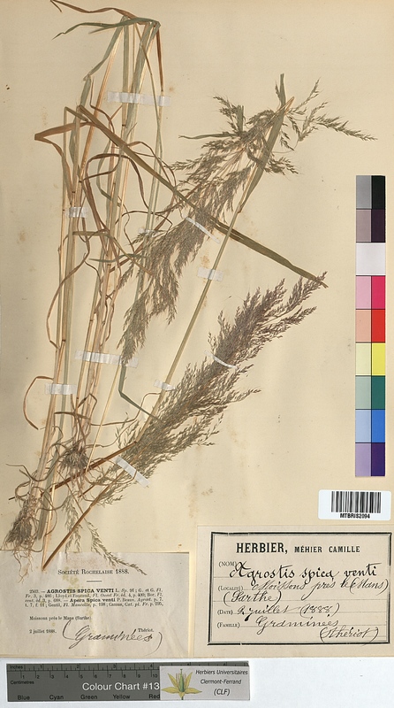 Agrostis spica-venti (Poaceae)