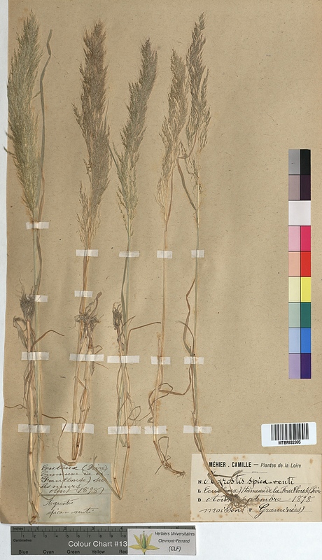 Agrostis spica-venti (Poaceae)