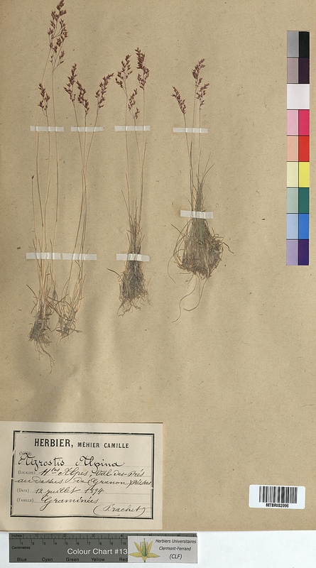 Agrostis alpina (Poaceae)