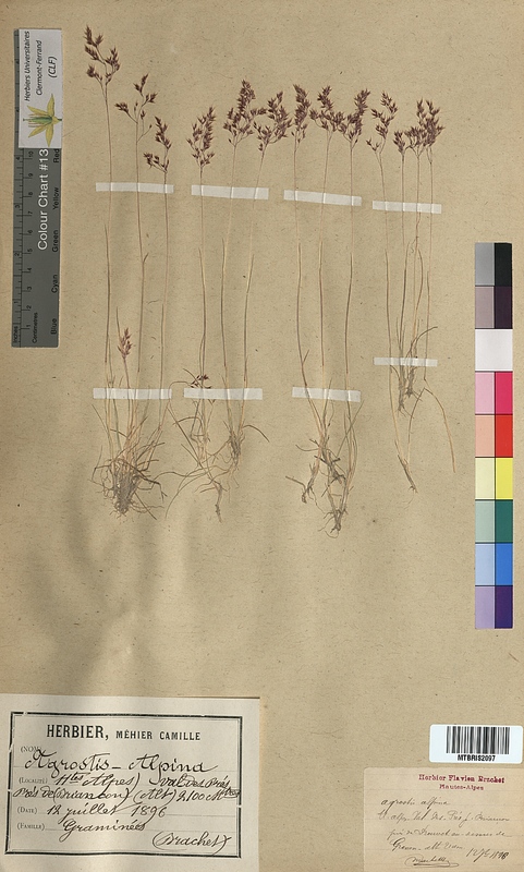 Agrostis alpina (Poaceae)