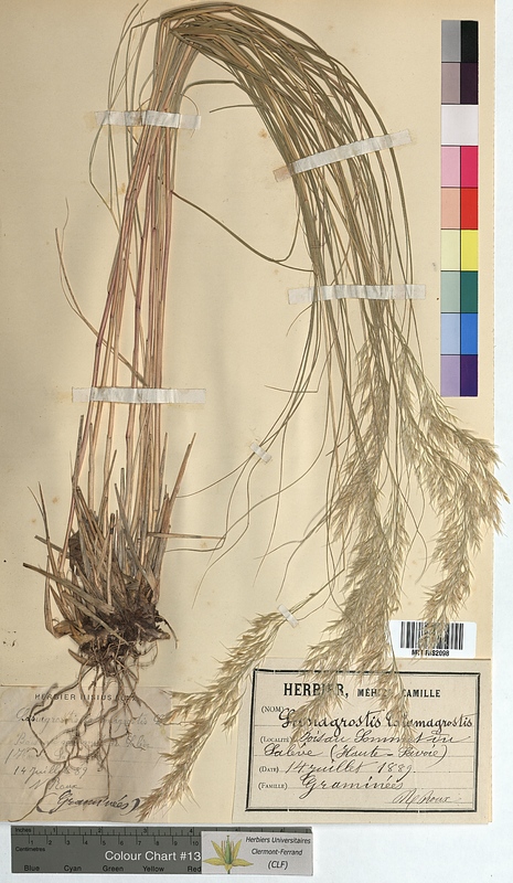 Agrostis calamagrostis (Poaceae)