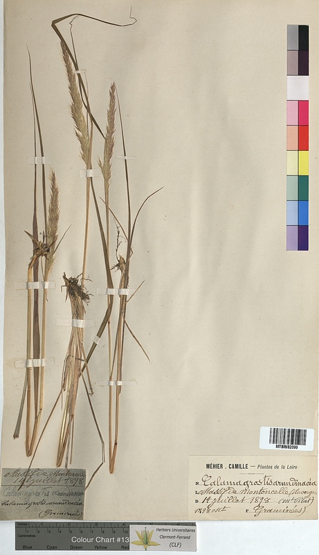 Calamagrostis arundinacea (Poaceae)