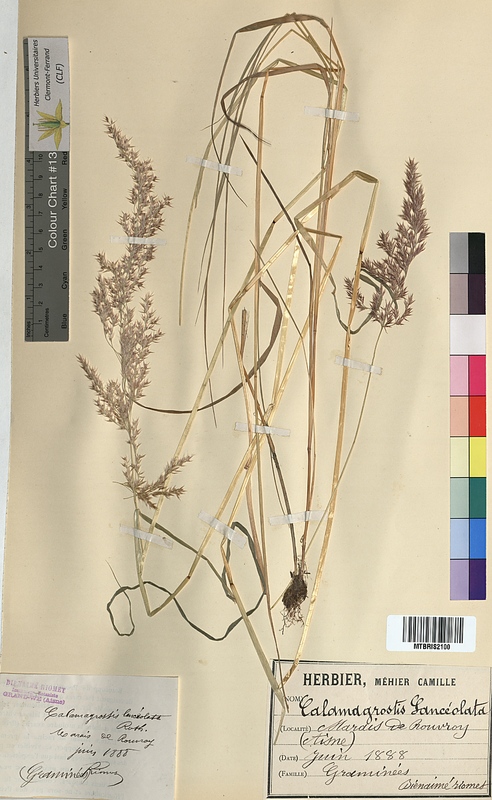 Calamagrostis lanceolata (Poaceae)