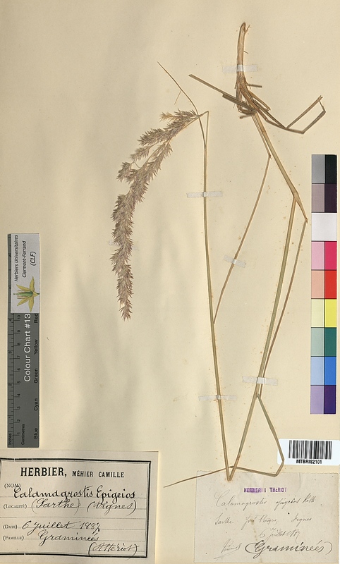 Calamagrostis epigejos (Poaceae)
