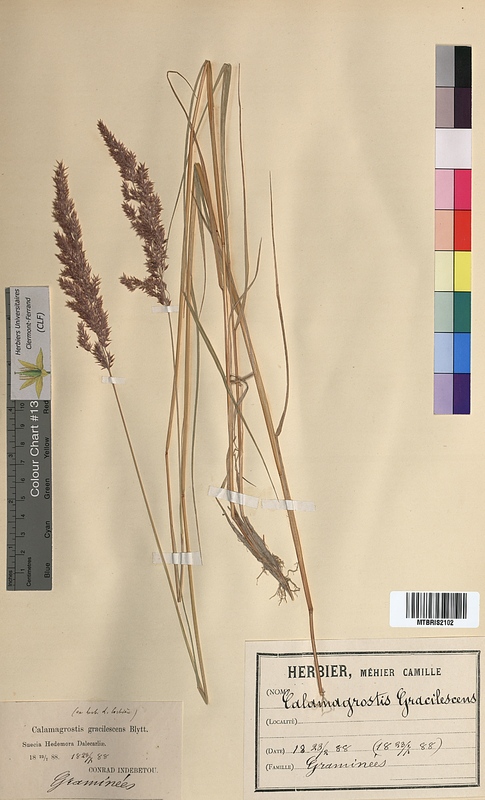 Calamagrostis gracilescens (Poaceae)