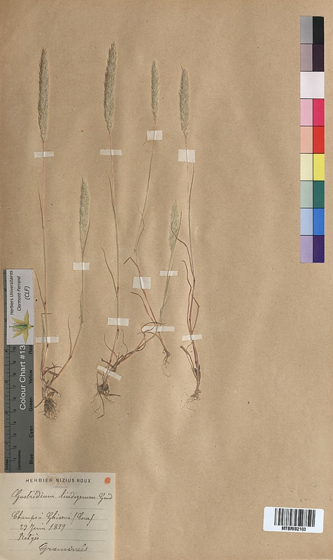 Gastridium lendigerum (Poaceae)