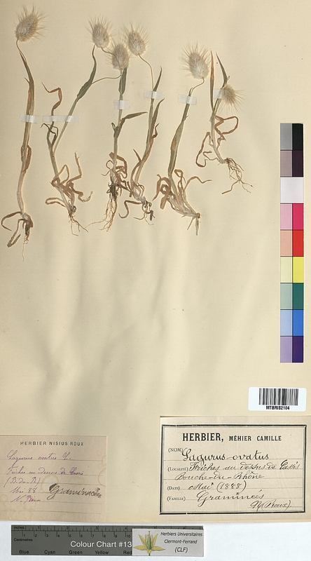 Lagurus ovatus (Poaceae)