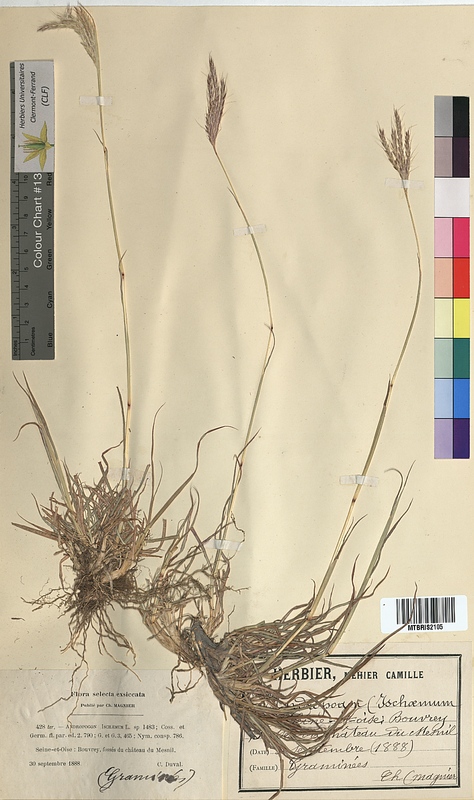 Andropogon ischaemum (Poaceae)