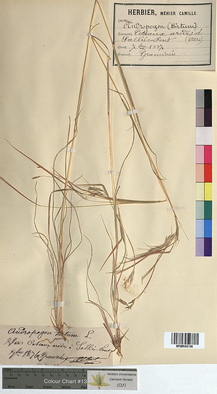 Andropogon hirtus (Poaceae)