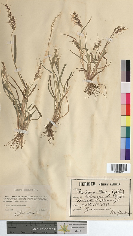 Panicum crus-galli (Poaceae)