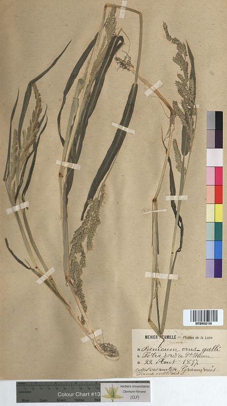 Panicum crus-galli (Poaceae)