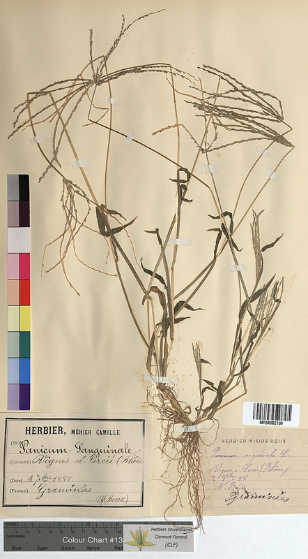 Panicum sanguinale (Poaceae)