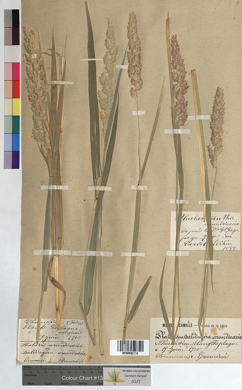 Phalaris arundinacea (Poaceae)