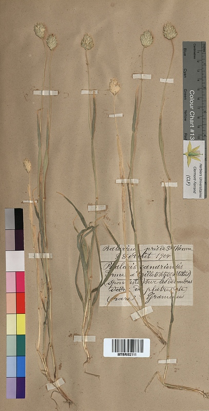 Phalaris canariensis (Poaceae)