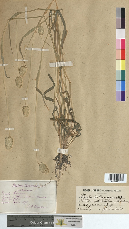 Phalaris canariensis (Poaceae)