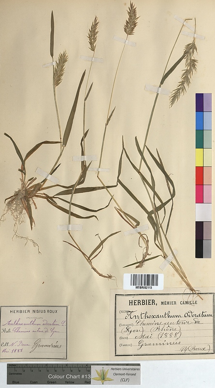 Anthoxanthum odoratum (Poaceae)