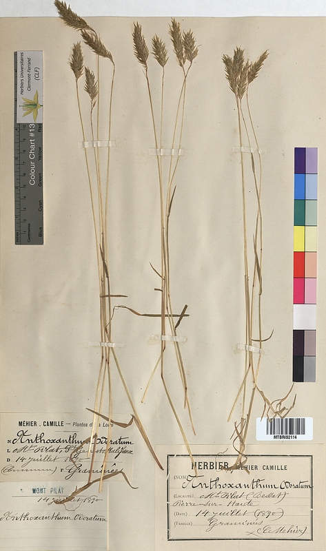 Anthoxanthum odoratum (Poaceae)