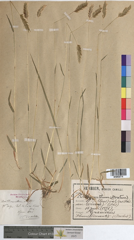Anthoxanthum odoratum (Poaceae)