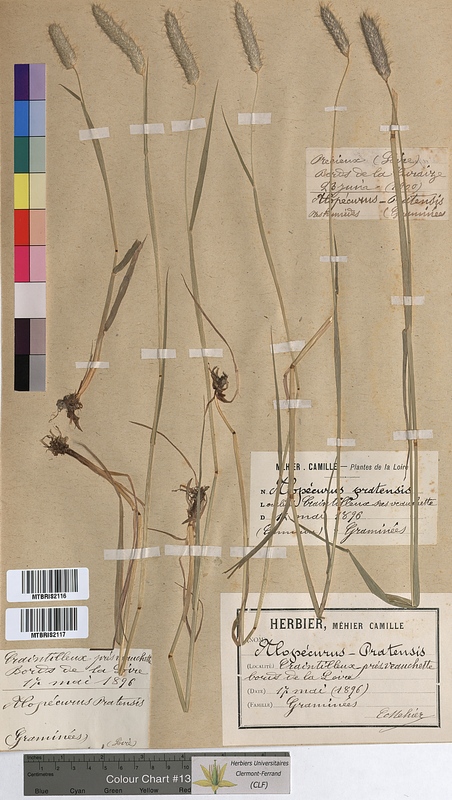 Alopecurus pratensis (Poaceae)