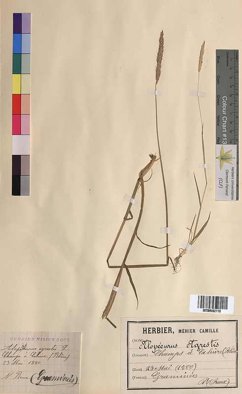 Alopecurus agrestis (Poaceae)