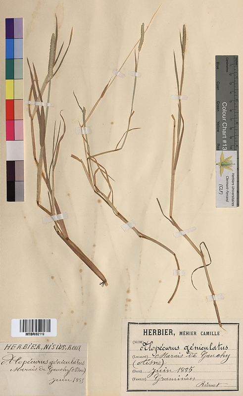 Alopecurus geniculatus (Poaceae)
