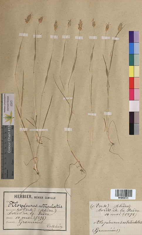 Alopecurus utriculatus (Poaceae)