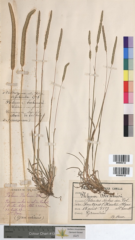 Phleum boehmeri (Poaceae)