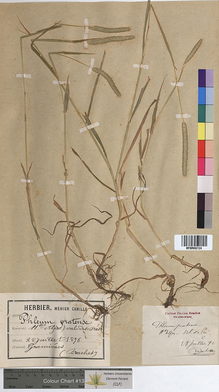 Phleum pratense (Poaceae)