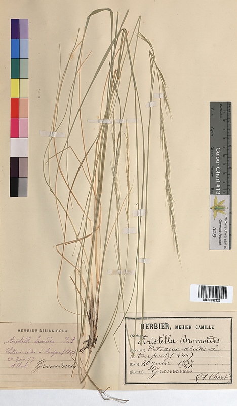 Aristella bromoides (Poaceae)